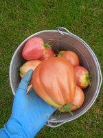 Лот: 25709789. Фото: 2. Помидоры свежие тепличные свои... Продукты