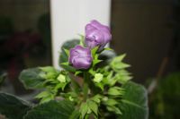 Лот: 4136013. Фото: 5. Глоксиния (цветущее растение в...