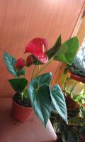 Лот: 3095885. Фото: 2. Антуриум Ред Кинг отцветает. Комнатные растения и уход