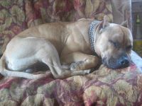 Лот: 1884504. Фото: 2. найден американского стаф-терьеразолотистог... Животные и уход