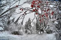 Лот: 7864966. Фото: 5. Объектив Samyang 8mm f/3.5 AS...