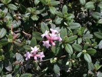 Лот: 11597947. Фото: 2. Куплю Саган Дайля . Заготовки... Продукты