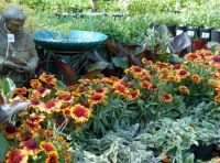 Лот: 10483199. Фото: 3. Гайлардия — колоритная ромашка. Для дачи, дома, огорода, бани, парка