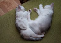 Лот: 8708237. Фото: 2. Два замечательных маленьких котика. Животные и уход