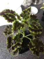 Лот: 17968376. Фото: 2. Колеус 2. Комнатные растения и уход