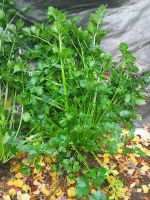 Лот: 12313504. Фото: 2. Сельдерей черешковый. Продукты