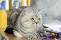 Лот: 3644265. Фото: 3. Серебристый мраморный британчик... Растения и животные