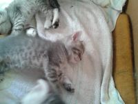 Лот: 9945588. Фото: 4. Продам котят шотландской породы