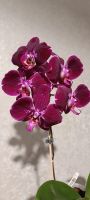 Лот: 18378567. Фото: 4. Орхидея цветущая фаленопсис в... Красноярск