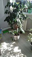 Лот: 16450972. Фото: 2. Фикус. Комнатные растения и уход