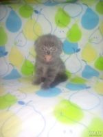 Лот: 1403070. Фото: 4. Шотландская плюшка. Красноярск