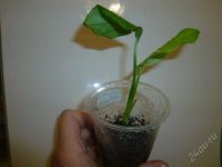 Лот: 1443389. Фото: 2. монстера косая (неравнобокая)-черенок. Комнатные растения и уход