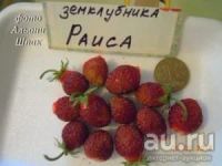 Лот: 13740046. Фото: 3. Земклуника Раиса. Для дачи, дома, огорода, бани, парка