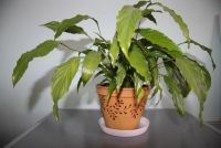 Лот: 20076798. Фото: 6. Спатифиллум узколистный с горшком...