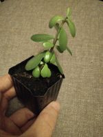Лот: 23300908. Фото: 3. Портулакария афра | бонсай из... Растения и животные
