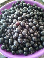 Лот: 14318425. Фото: 2. Смородина читаем описание!. Продукты