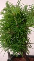 Лот: 13906063. Фото: 2. Bonsai. Комнатные растения и уход