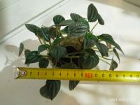 Лот: 23425023. Фото: 5. пеперомия Наполи найтс Peperomia...