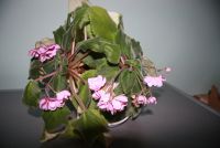 Лот: 5748909. Фото: 4. Фиалка в горшке. Красноярск