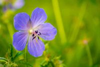 Лот: 3423502. Фото: 6. Nikon D3100 + AF-S 18-55mm f/3...