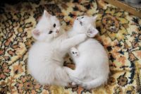 Лот: 11162045. Фото: 3. Британские котята - девочка и... Растения и животные