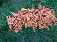Лот: 16531866. Фото: 2. Ведро экологически чистой моркови... Продукты