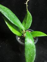 Лот: 13558946. Фото: 4. Хойя.Hoya UT-039 Flores Island... Красноярск