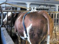 Лот: 17560453. Фото: 4. Антибрык двусторонний Америка...