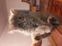 Лот: 5948044. Фото: 2. Пушистые вислоухие кошечки... Животные и уход