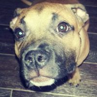 Лот: 4737662. Фото: 5. Щенок американского стаффорширдского...