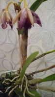 Лот: 8610658. Фото: 6. орхидея каттлея желтая с бледно-малиновой...