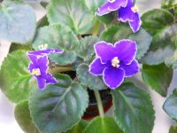Лот: 9227345. Фото: 2. Фиалка Rebel’s Night Breezes... Комнатные растения и уход