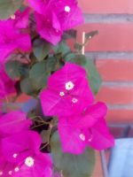 Лот: 15239646. Фото: 2. Бугенвиллия Louisa Walton red. Комнатные растения и уход