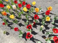 Лот: 10415467. Фото: 2. Тюльпаны (луковицы)-красные ранние... Семена, рассада, садовые растения