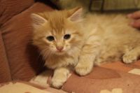 Лот: 10778105. Фото: 2. Котята в хорошие руки. Животные и уход