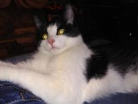 Лот: 17130443. Фото: 2. Кошечка беспородная в добрые руки... Животные и уход