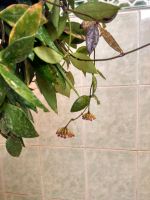 Лот: 19078042. Фото: 6. Хойя изящная (hoya gracilis),два...