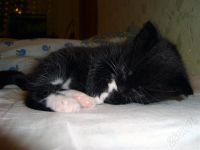 Лот: 218087. Фото: 3. Отдам котенка в добрые руки. Растения и животные