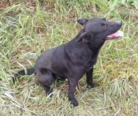 Лот: 9252321. Фото: 2. Отдам чёрного пса. Животные и уход