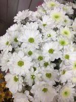 Лот: 9539551. Фото: 2. Упаковка хризантем кустовых 5... Комнатные растения и уход