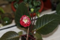 Лот: 3012870. Фото: 4. Глоксиния 27 (цветущая). Красноярск