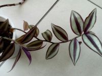 Лот: 9818714. Фото: 3. 3 вида традесканции одним лотом... Растения и животные