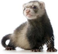 Лот: 487701. Фото: 2. ферпласт (ferplast) furet xl клетка... Животные и уход