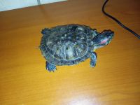 Лот: 14343856. Фото: 6. Черепаха красноухая вместе с аквариум...