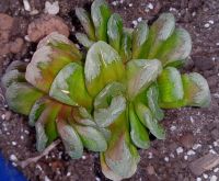 Лот: 13845765. Фото: 2. Хавортия yuelia х truncata (суккулент... Комнатные растения и уход