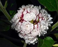 Лот: 7506774. Фото: 3. Клеродендрум филиппинский (Clerodendrum... Растения и животные