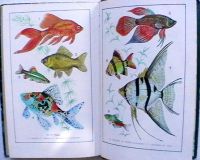 Лот: 18050680. Фото: 4. М.М. Марковская "Уголок природы... Красноярск