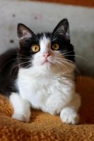 Лот: 8334202. Фото: 3. Симпатичная стерильная кошечка... Растения и животные