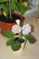 Лот: 4153048. Фото: 2. Глоксиния (ситец фиолетовый, цена... Комнатные растения и уход