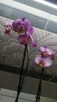 Лот: 10523242. Фото: 3. Орхидея фаленопсис Манхеттен. Растения и животные